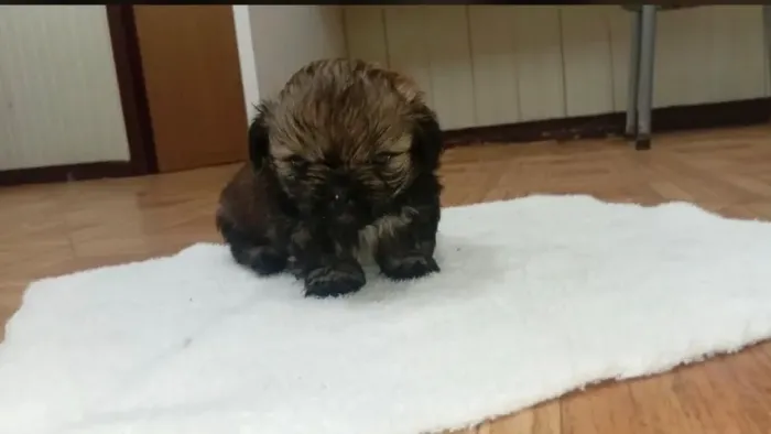 Shih Tzu Macho