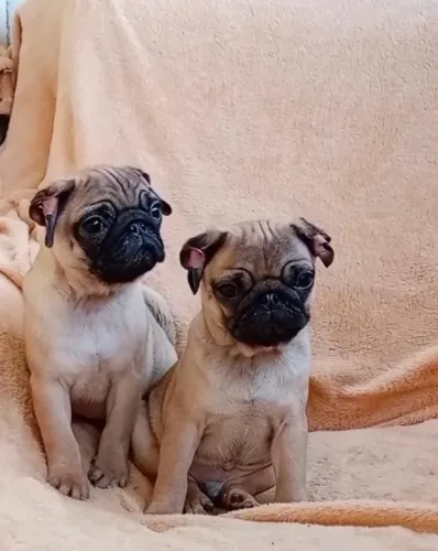 Filhotes de Pug | Filhotes sempre animados.