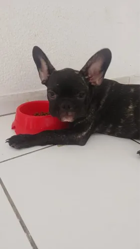 Buldogue francês 