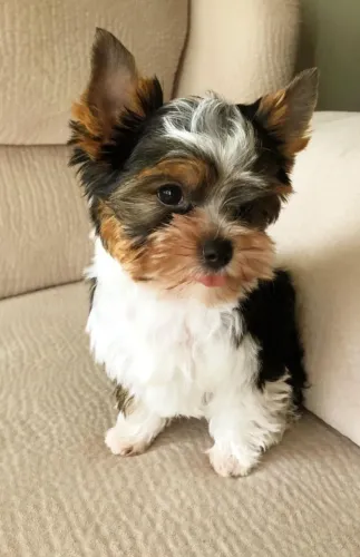Lindo Filhote de Biewer Terrier para Sua Família