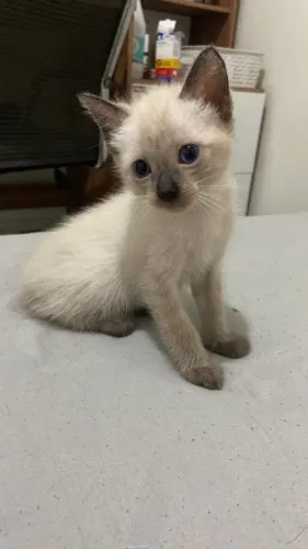 Gatinho para Adoção Responsavél