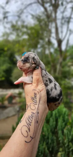 Chihuahua Merle Fêmea Pelo Curto