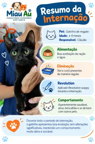 Gatinho preto para adoção 