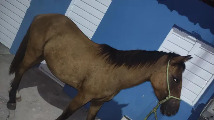 Cavalo
