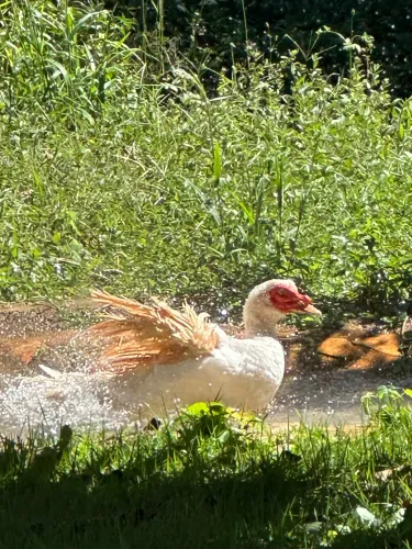 Um pato e três patas 