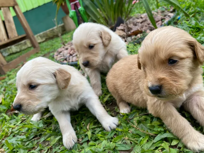 Filhotes de Golden Retriever