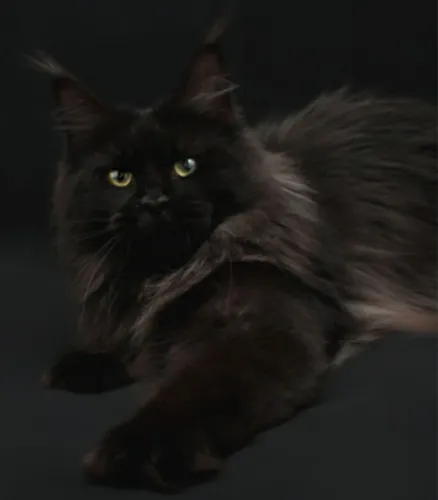 filhote de maine coon macho preto