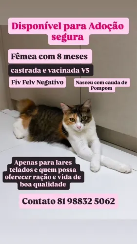 Filhotes para adoção