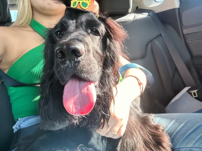 FILHOTE DE CACHORRO DA RAÇA COCKER SPANIEL