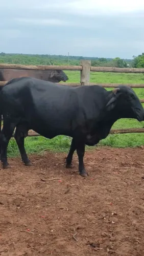 Vaca leiteira