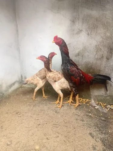Galo e duas galinha