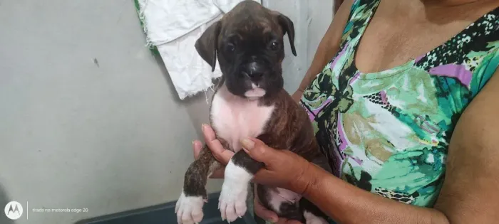 Filhotes de  Boxer, Femeas e Macho  -SP
