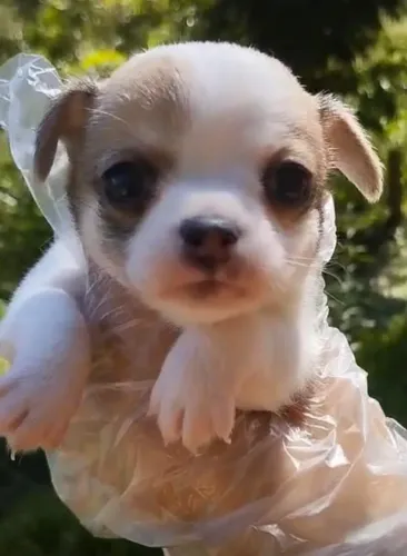 Chihuahua excelente procedencia
