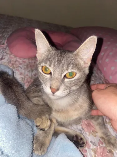 Adoção responsável de gata fêmea cinza