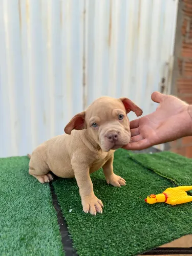 American Bully exótico