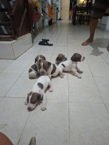 Filhote de cachorro  perdigueiro 