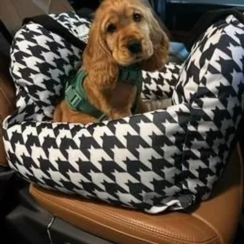 Cocker Spaniel,Cocker Spaniel Filhote Disponível Alta Qualidade