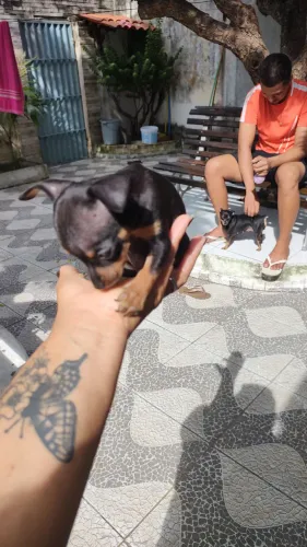 Filhotes de pinscher à venda