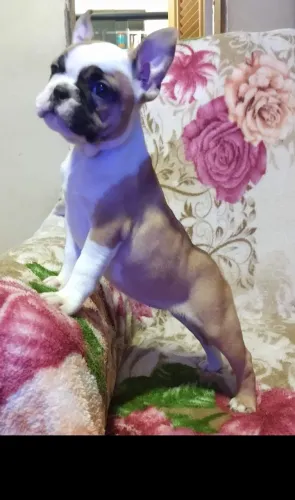 Bulldogue francês