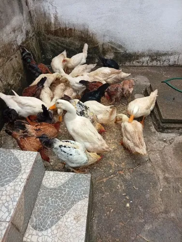 Vende-se animais para criação avícola.