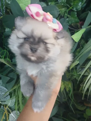 Lulu femea disponível 