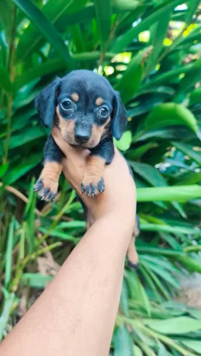 Casal de dachshund 
