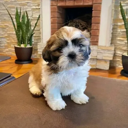 Filhotes de Shih Tzu | Mini peludinhos!