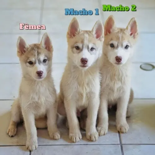 Filhotes Machos de Husky Siberiano
