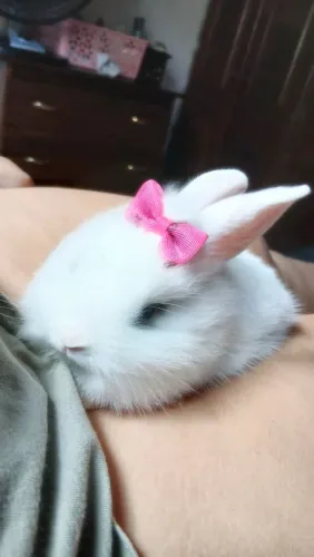 Coelho mini lion