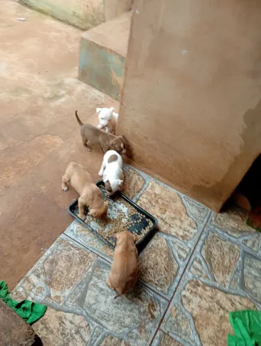 Pit Bull a venda 