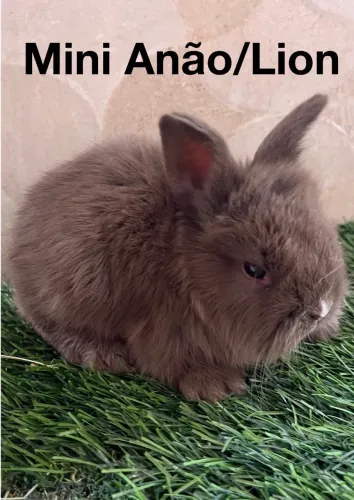 Mini anão 