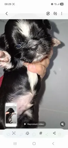 Shihtuz macho 60 dias pais avós no local com registro