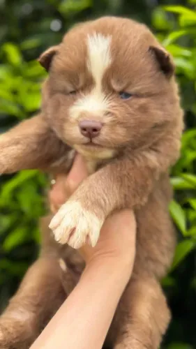 Filhote husky siberiano