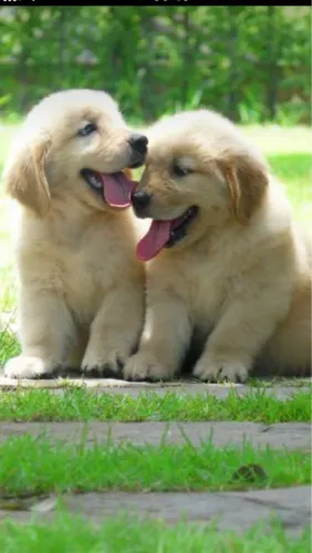 Golden Retriever - Um Dog Que Muda O Clima Da Casa