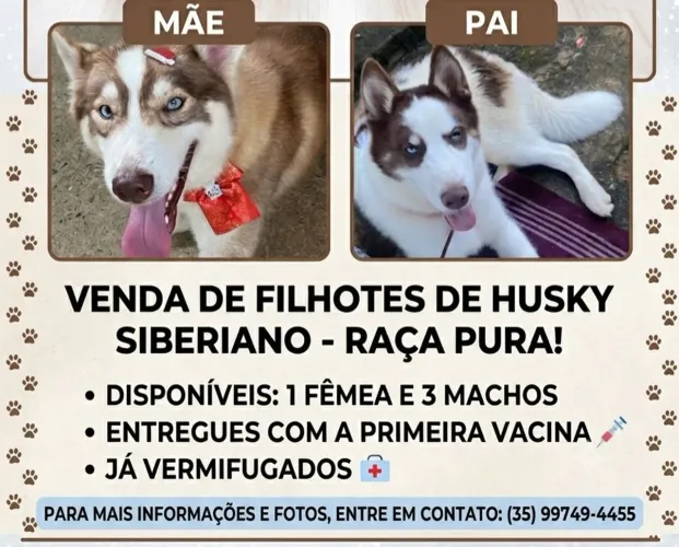 Husky Siberiano