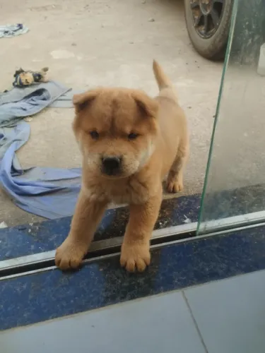 Vendo filhote de Chow Chow macho 
