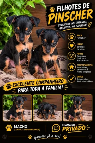 Vendo filhote de Pinscher 0