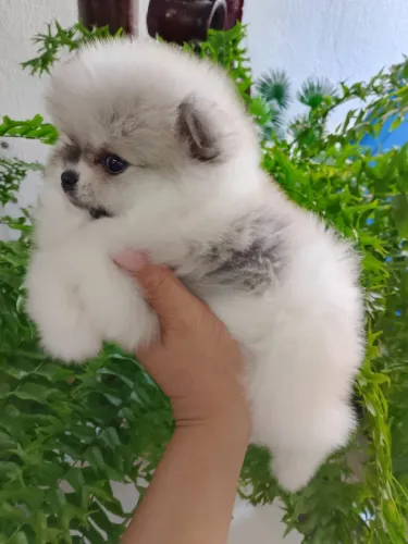 Spitz alemão anã merle