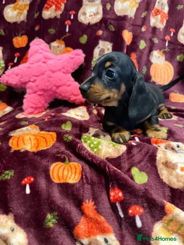 Filhote de cachorro Teckel/Dachshund/Salsicha/Salsichinha/Basset/Cofap atentos e espertos