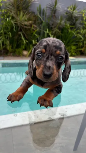 Dachshund