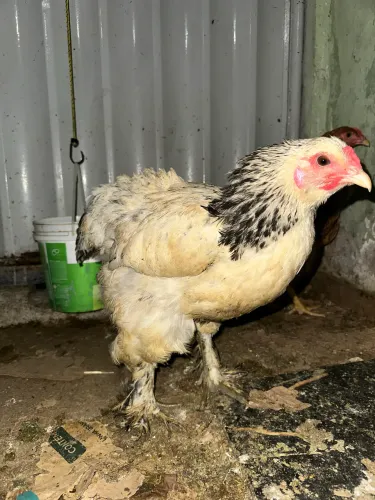 03 Galinhas raça Brahma ( já pondo )