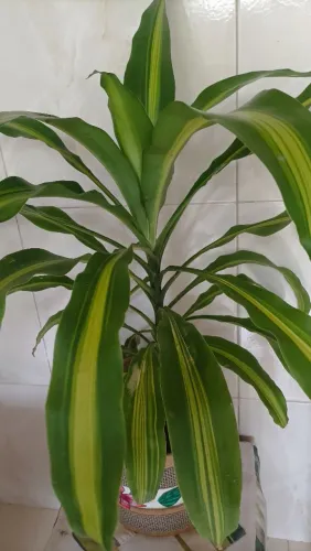 Dracena ou pau d'água!