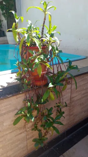 Desapego de planta
