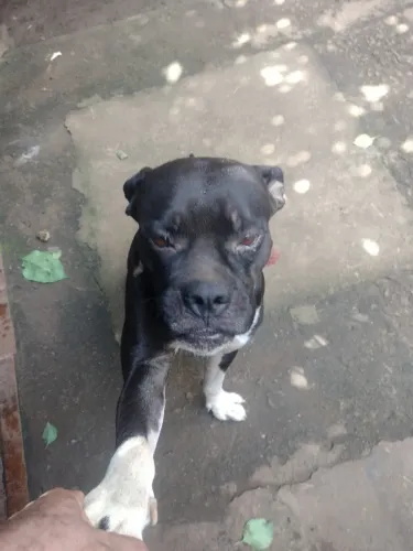 cachorrão pra cruza