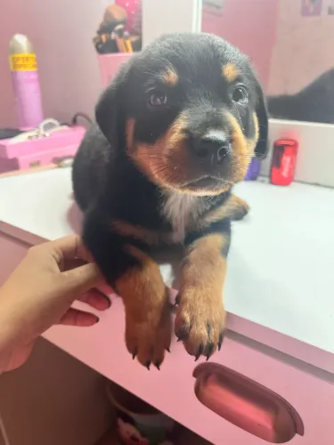 Cachorro filho de rottweiler puro
