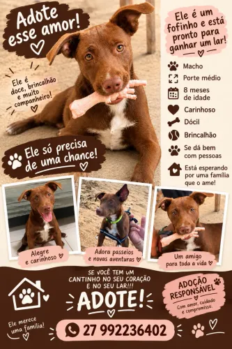 CACHORRINHO CARAMELO MISTURA DE PITBULL