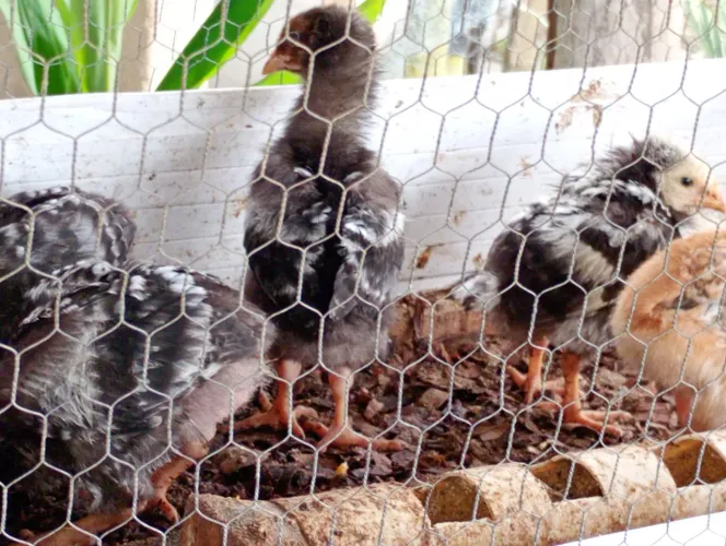 Vendo pintos caipira pesadão e carijó