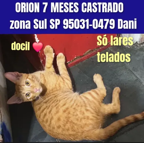Gatos castrados sp