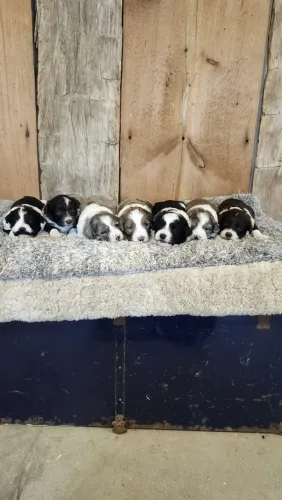 lindos e bem pequenos 