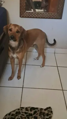Doação cadelinha caramelo castrada!!! motivo mudança!!super dócil!!